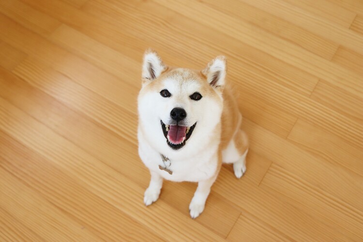 放置ウンチを撲滅せよ！「イエローチョーク作戦」という新しい取り組み方更新